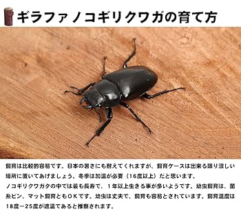 【超特大】野外採集品　ギラファノコギリクワガタ3頭セット　昆虫標本 ギラファノコギリクワガタオスメスペア Sサイズ 外国産クワガタ